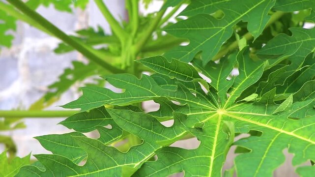 Papaya tree with leaves flowers fruits and stem Phuket Thailand.