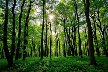 Fototapeta premium Sunlight streams through a vibrant green forest canopy, illuminating lush undergrowth and tall trees.