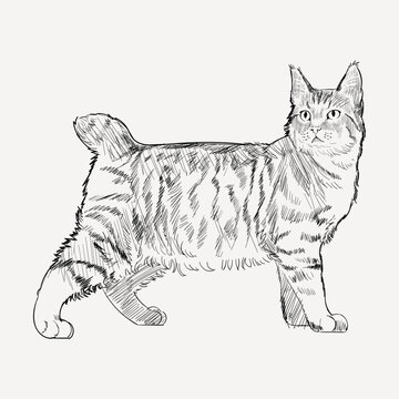 Pixie Bob cat animal illustration vector