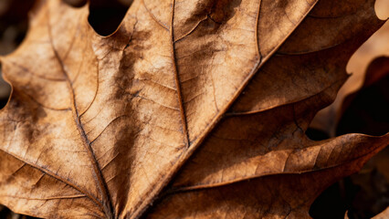 Close-up of dried brown oak leaf with detailed veins and natural texture
