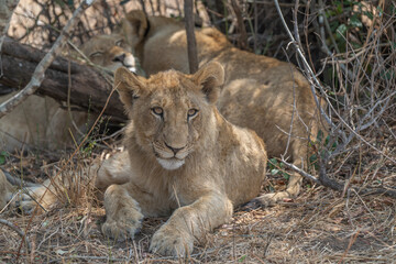 Lion cubs resting in the shade