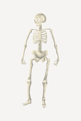 Human skeleton, festive Halloween collage element vector