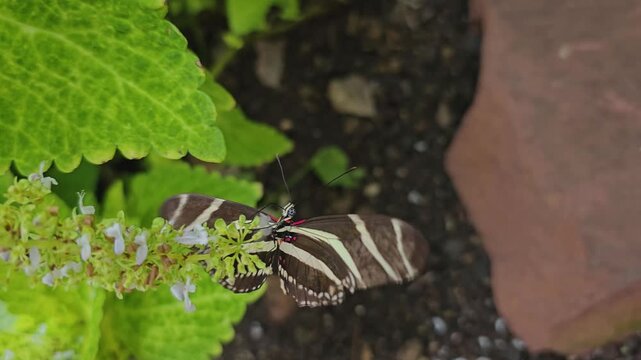 Close up of a zebra long wing butterfly sitting on a leave an moving his wings