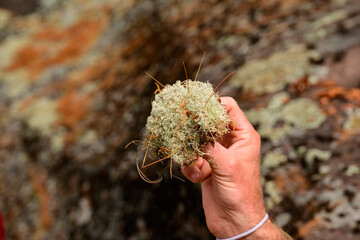 Hand holding a small clump of caribou moss with pine needles in it,  background of lichen covered...