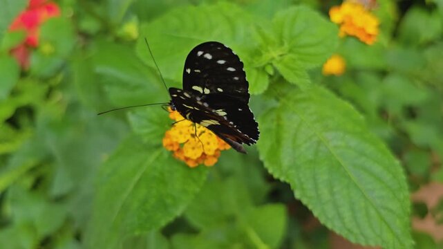 Close up of a zebra long wing butterfly sitting on a flower an moving his wings