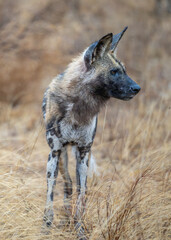 african painted dog surveying surroundings