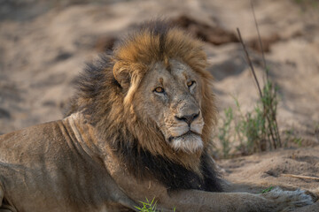 Male Lion surveying domain