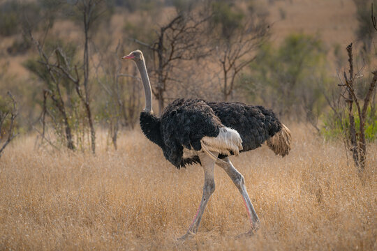 Male Ostrich striding purposefully