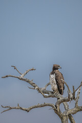 Martial Eagle surveying surroundings