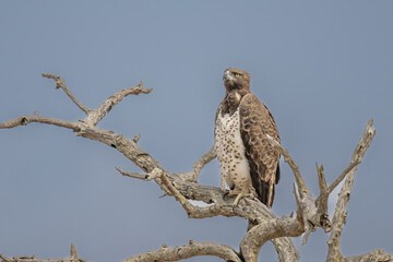 Martial Eagle surveying surroundings