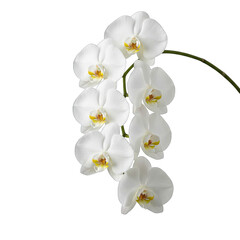 Macro Photograph Of A Delicate White Orchid Flower With Multiple Petals And Yellow Centers Isolated On A Black Background With Subtle Water Droplets