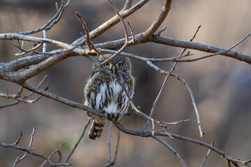 defiant spotted owlet