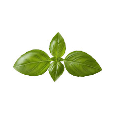 Isolated Green Basil Leaves With Water Droplets Studio Shot