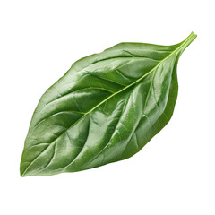 Obraz premium Single vibrant green basil leaf isolated on transparent background, showcasing its intricate vein pattern and fresh, aromatic qualities for culinary applications