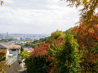 新興住宅地の紅葉と街の風景