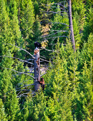 Two young black bear cubs climbing a dead tree snag in a dense pine forest. One cub is perched on top while the other climbs up, set in Yellowstone National Park, Wyoming © Leonid Andronov