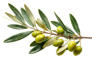 Fresh green olives on a branch isolated on transparent background