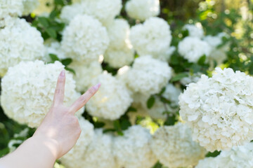 Peace Sign Hand with White Flowers①