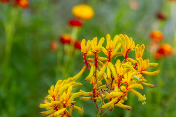 Close-up of yellow kangaroo paw flowers with soft background.