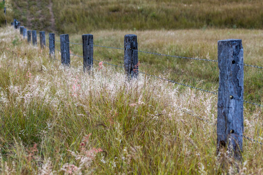 Grass in seed and barbed wire fence with wooden posts.