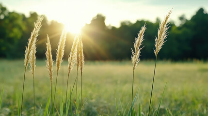 Golden grass sunbeam meadow backlight tall grass sunrise field nature
