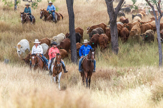 An aboriginal man and caucasian woman mustering a mob of cattle.