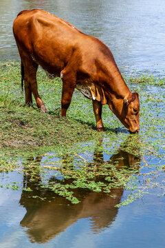 A beef heifer drinking from a dam, with reflection.