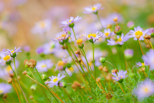 Purple Brachyscome multifida native daisy flowers in garden.