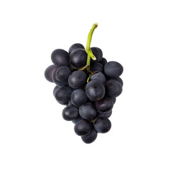 Fototapeta premium Cluster of dark purple grapes on a green stem with transparent background