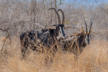 Pair of Sable Antelope standing in a field