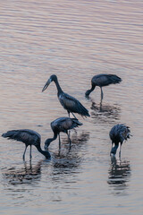 Open Billed storks feeding in shallow water at sunset