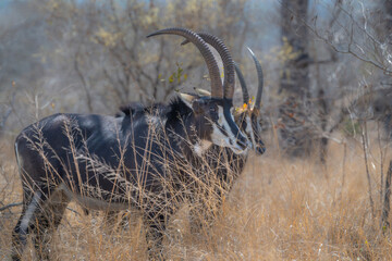 Pair of Sable Antelope standing in a field