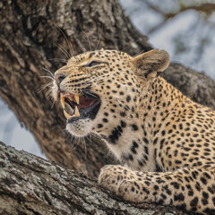 Snarling leopard with teeth bared