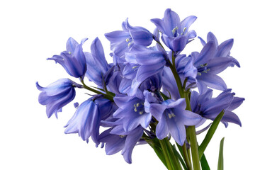 Cluster of delicate bluebell flowers with green stems against a black background floral bloom, Png, Isolated on Transparent Background, Cut Out