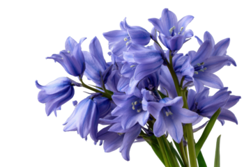 Cluster of delicate bluebell flowers with green stems against a black background floral bloom, Png, Isolated on Transparent Background, Cut Out