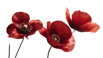 Red poppies flowers with delicate petals and vibrant color isolated on white background for floral photography and decoration