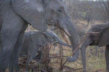 Elephant family with young feeding