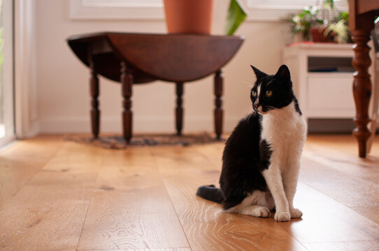 Black and white cat sitting inside looking to side