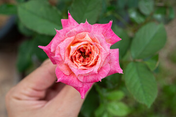 Someone hand touching a Chaleur rose. A very attractive rose. The flowers are double, with jagged, rounded petals; they are medium-sized, collected in bunches.