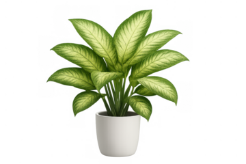 Dieffenbachia plant with variegated green leaves in a white pot, bringing natural decor and fresh botanical elements indoors, transparent background