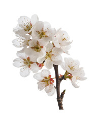cherry blossom branch isolated on white background