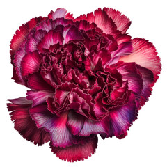 close-up of a beautiful pink and purple carnation on white background.