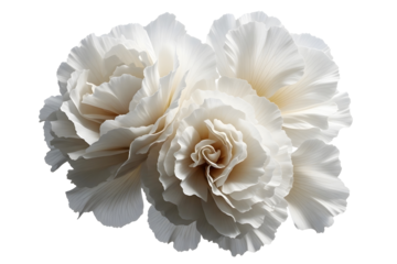 Beautiful pink and white flower, close up shot