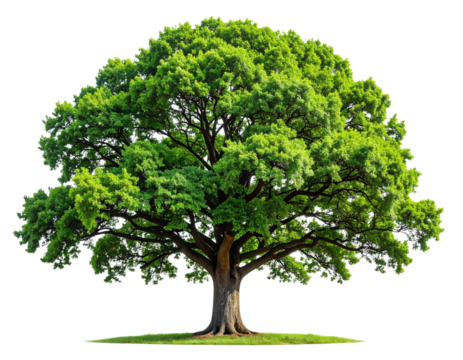 A mature oak tree with dense green leaves, viewed straight on, fully visible trunk anucture, natural shading and realistic leaf texture, isolated on a transparent PNG background. (3)