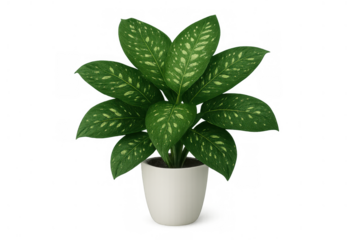 Dieffenbachia plant with broad green leaves and white spots in minimalist white pot on transparent background