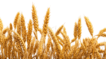 Golden ripe wheat ears close up with natural grain texture agricultural cereal crop for harvest season isolated on white background