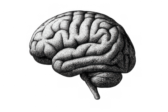 Human brain illustration representing intelligence, thought, and mental health, vintage anatomy engraving with transparent background