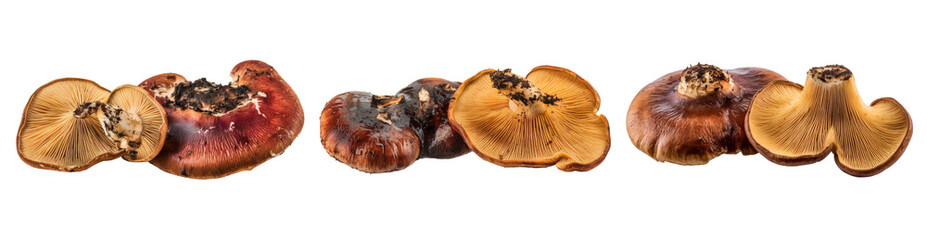 three lactarius rufus mushrooms on white background