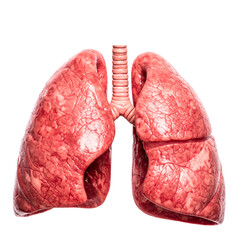 Human organ on white background