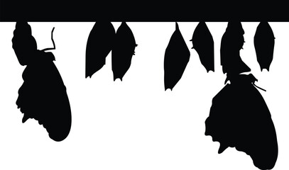 silhouette of butterflies and its eggs in vector format